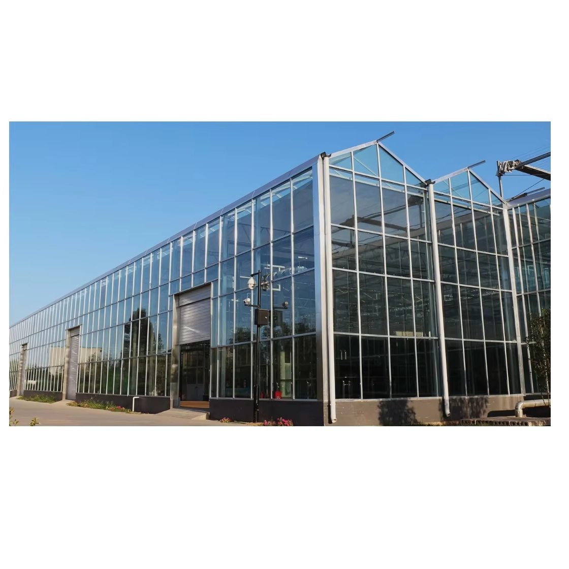Tomato Vegetable Hydroponic Greenhouse Multi-Span Four-Week Automated Film Large Galvanized Steel Plant Plastic Agriculture