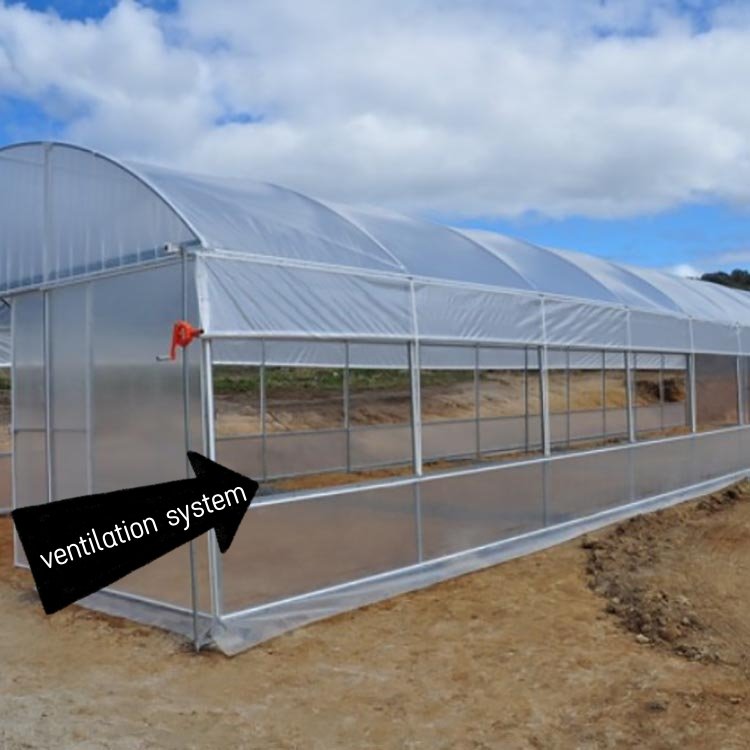 Large Plants Growing High Tunnel Multi Span Plastic Shed Film greenhouse multitunnel Multi-span Greenhouses For Agriculture