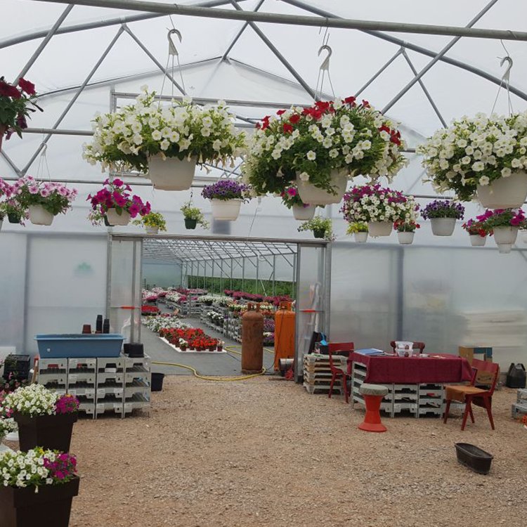 30 x 10 Meters Galvanized Steel Frame Pe Film Greenhouse Agriculture Single Span Tunnel Greenhouse