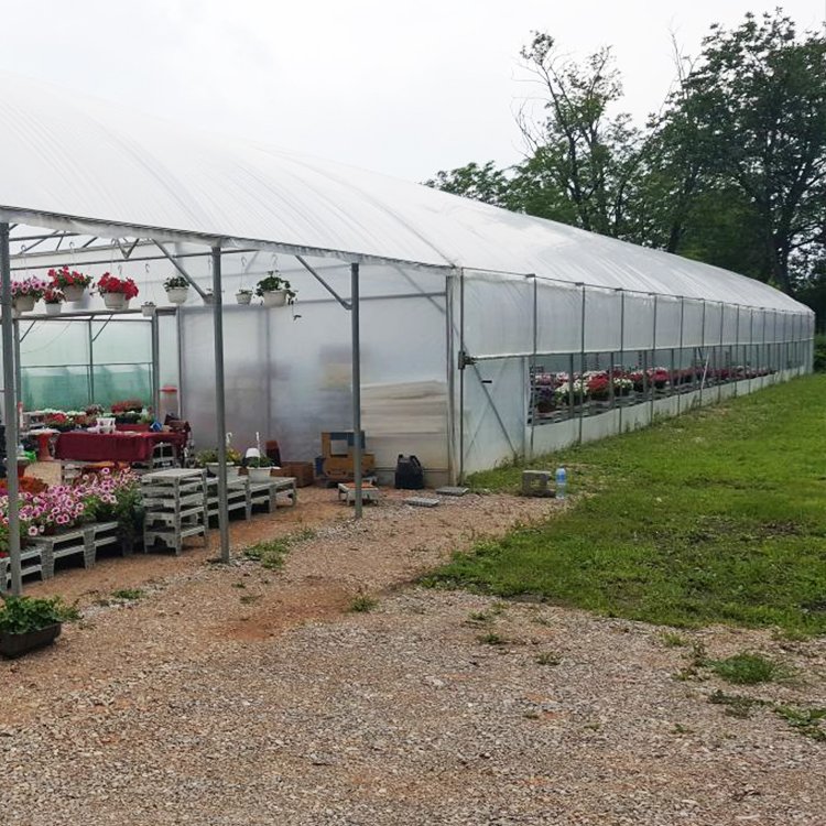 30 x 10 Meters Galvanized Steel Frame Pe Film Greenhouse Agriculture Single Span Tunnel Greenhouse