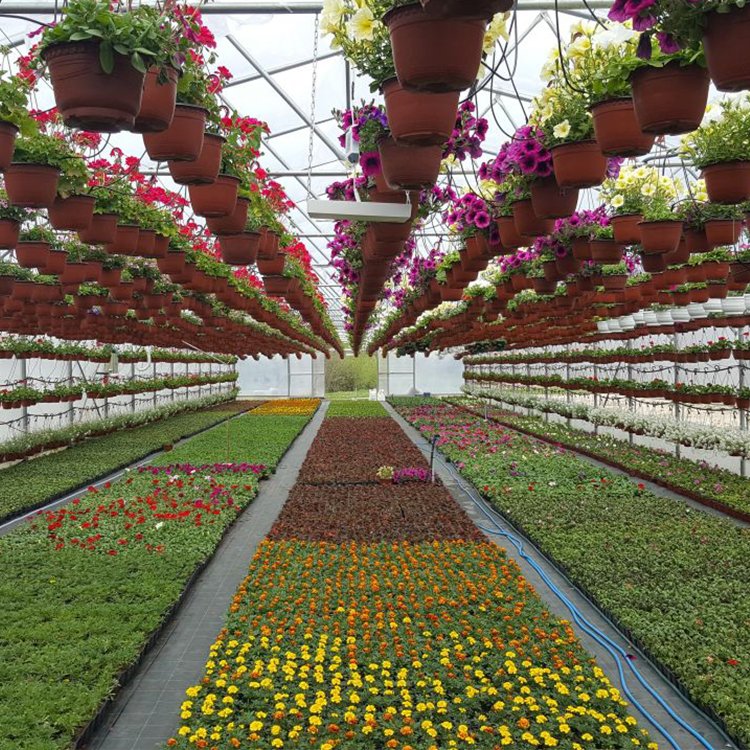 30 x 10 Meters Galvanized Steel Frame Pe Film Greenhouse Agriculture Single Span Tunnel Greenhouse