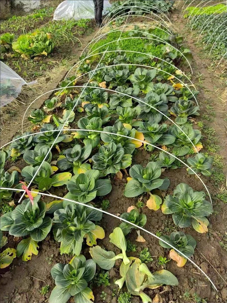 Customized greenhouse tunnel plant frame, fiberglass support plant piles, can be used for tree and fruit seedling cultivation.