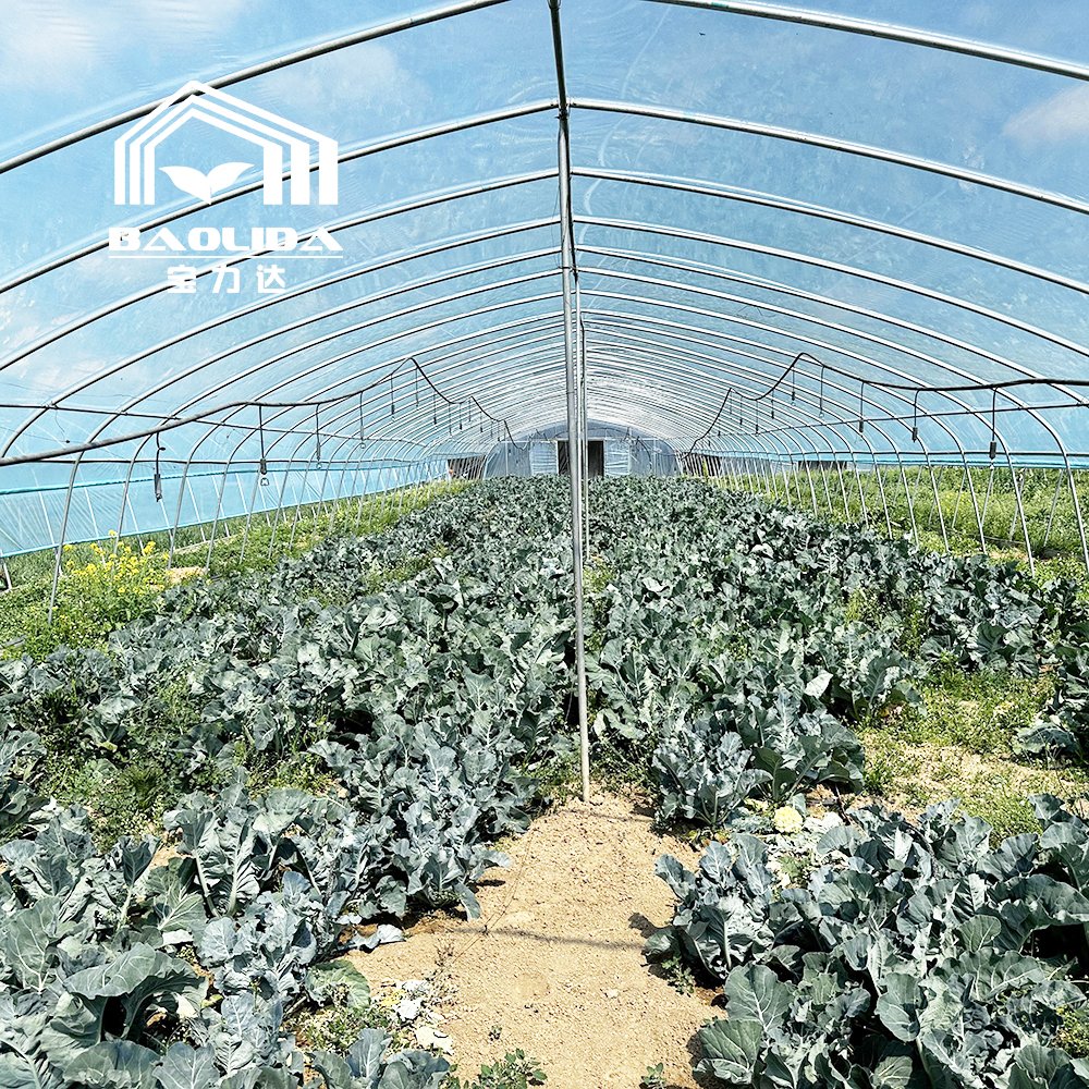 Agriculture plants growing tunnel greenhouse sale online 20m tunnel single-span greenhouse