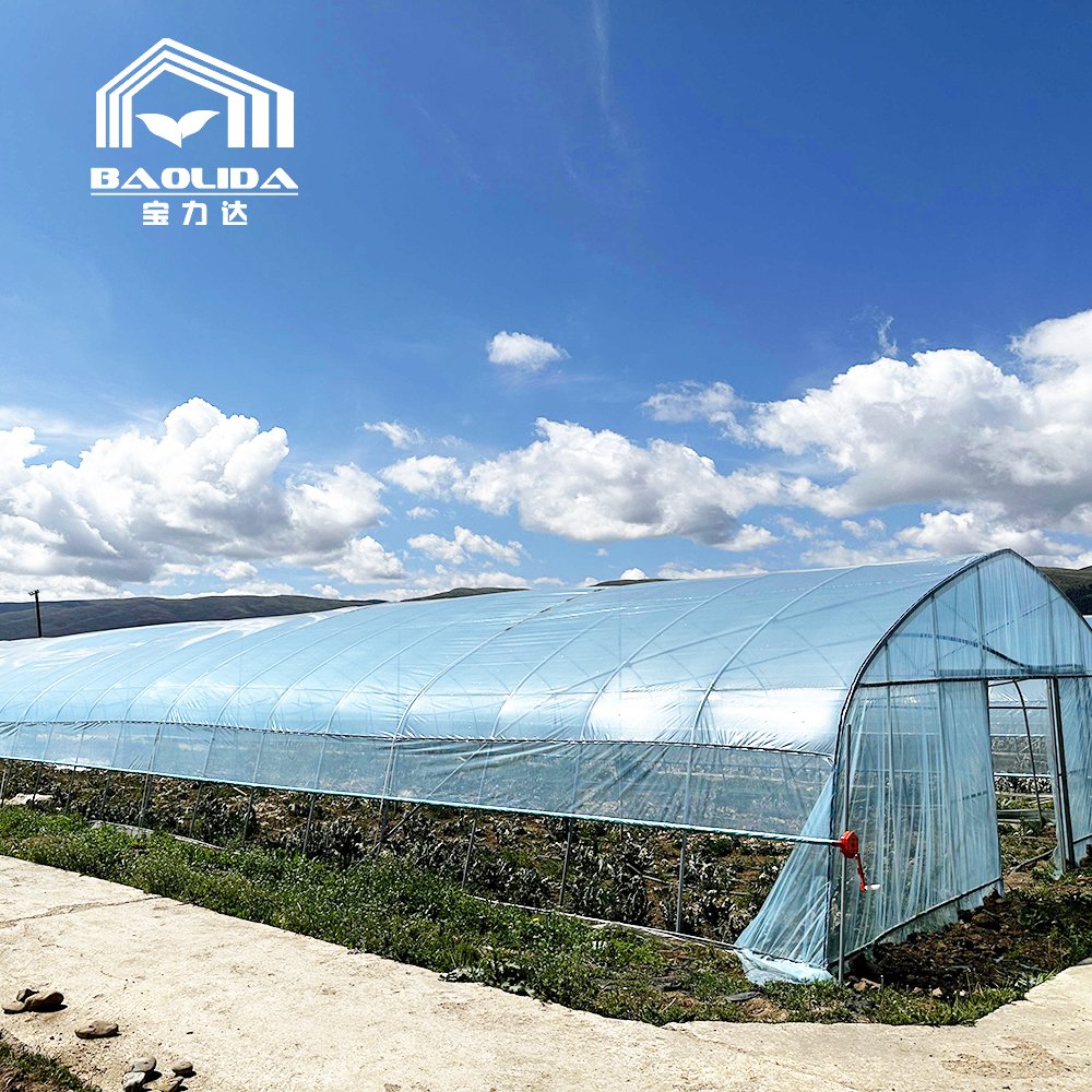 Agriculture plants growing tunnel greenhouse sale online 20m tunnel single-span greenhouse