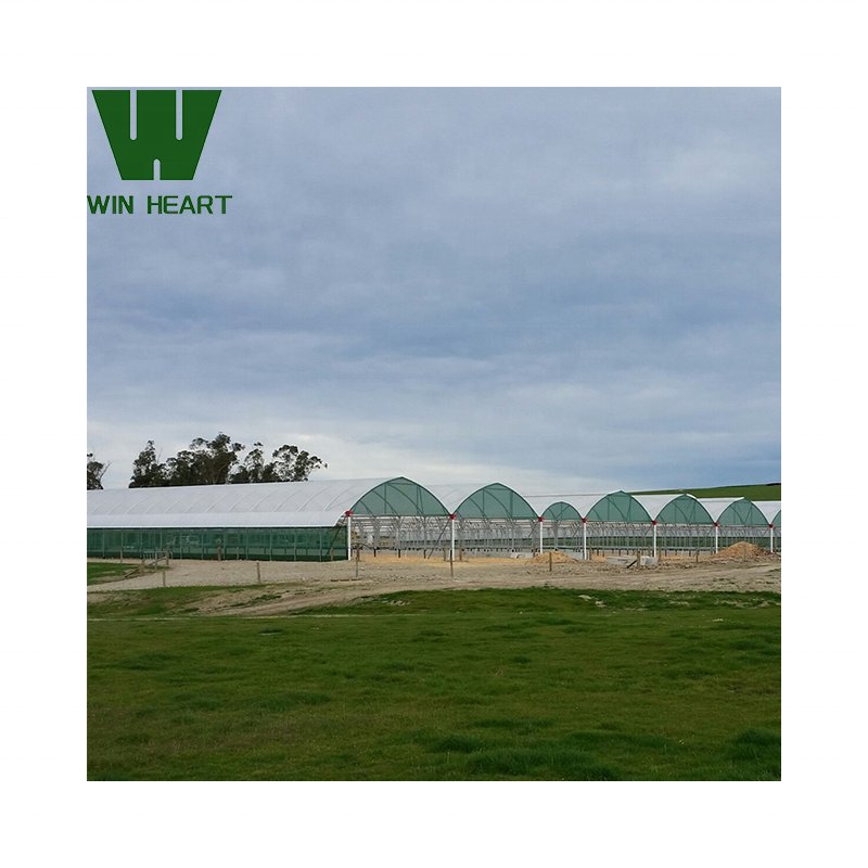 horticulture tropical greenhouse price serre agricole