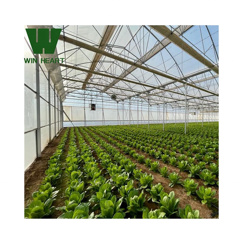 horticulture tropical greenhouse price serre agricole