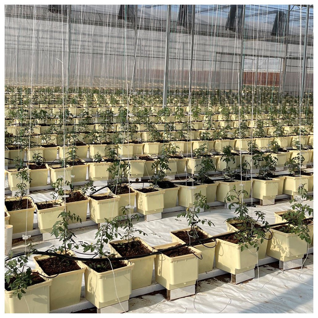 Dutch Bucket Hydroponics Growing System Cucumber Multi Span Agricultural Greenhouse