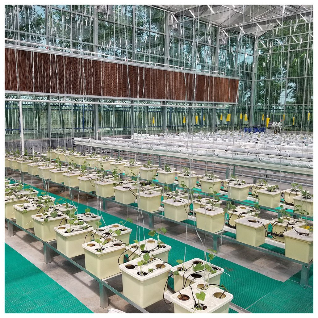 Dutch Bucket Hydroponics Growing System Cucumber Multi Span Agricultural Greenhouse