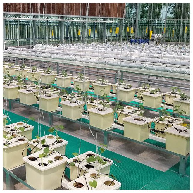 Dutch Bucket Hydroponics Growing System Cucumber Multi Span Agricultural Greenhouse