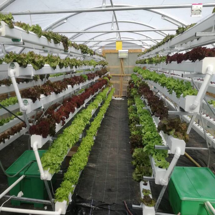 hydroponics grow kit system hydroponic garden Agricultural Greenhouses kit hydroponics system