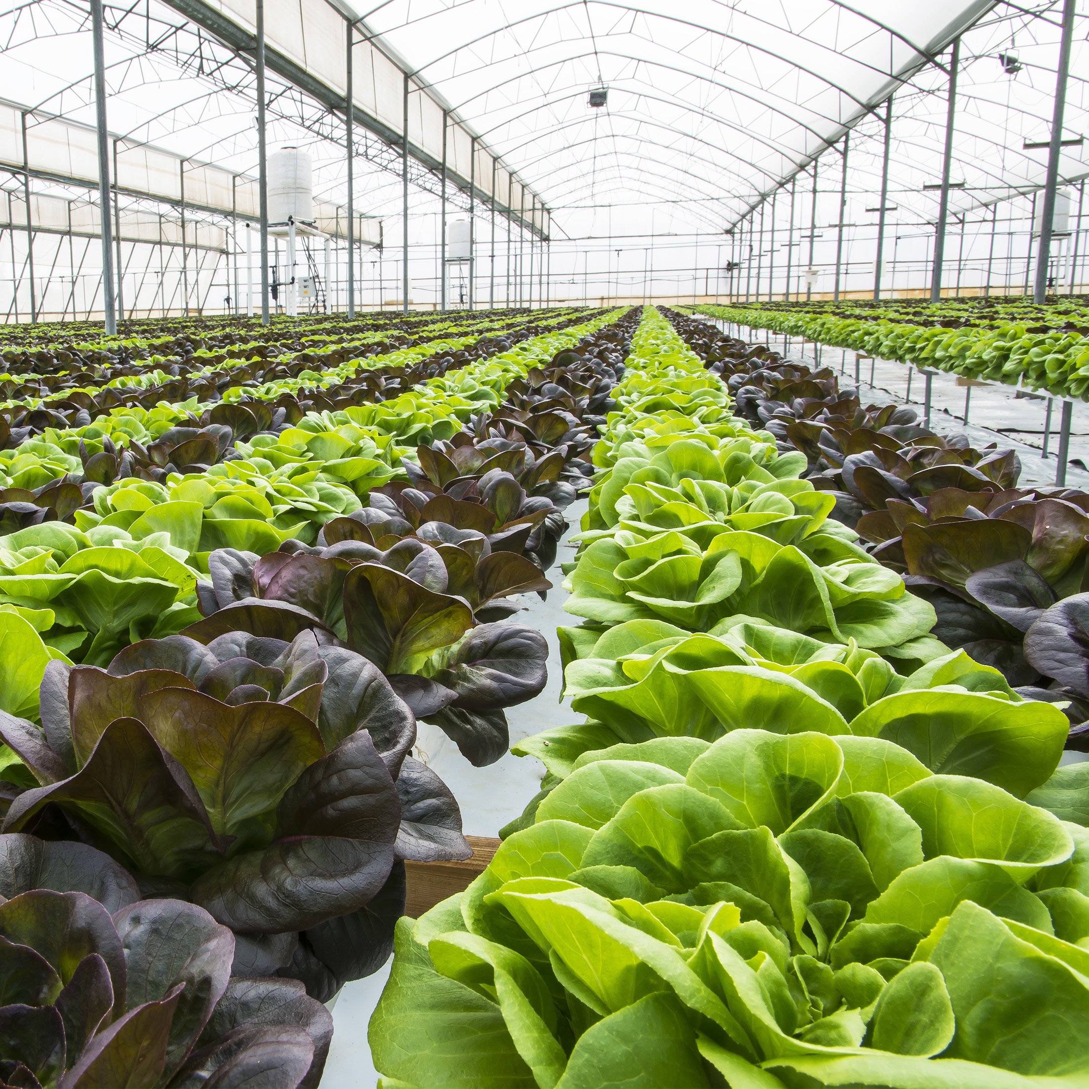hydroponics grow kit system hydroponic garden Agricultural Greenhouses kit hydroponics system