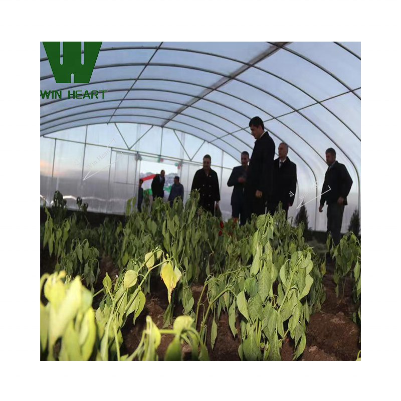 Tunnel Plastic/Polycarbonate Sheet PC Greenhouses for industrial
