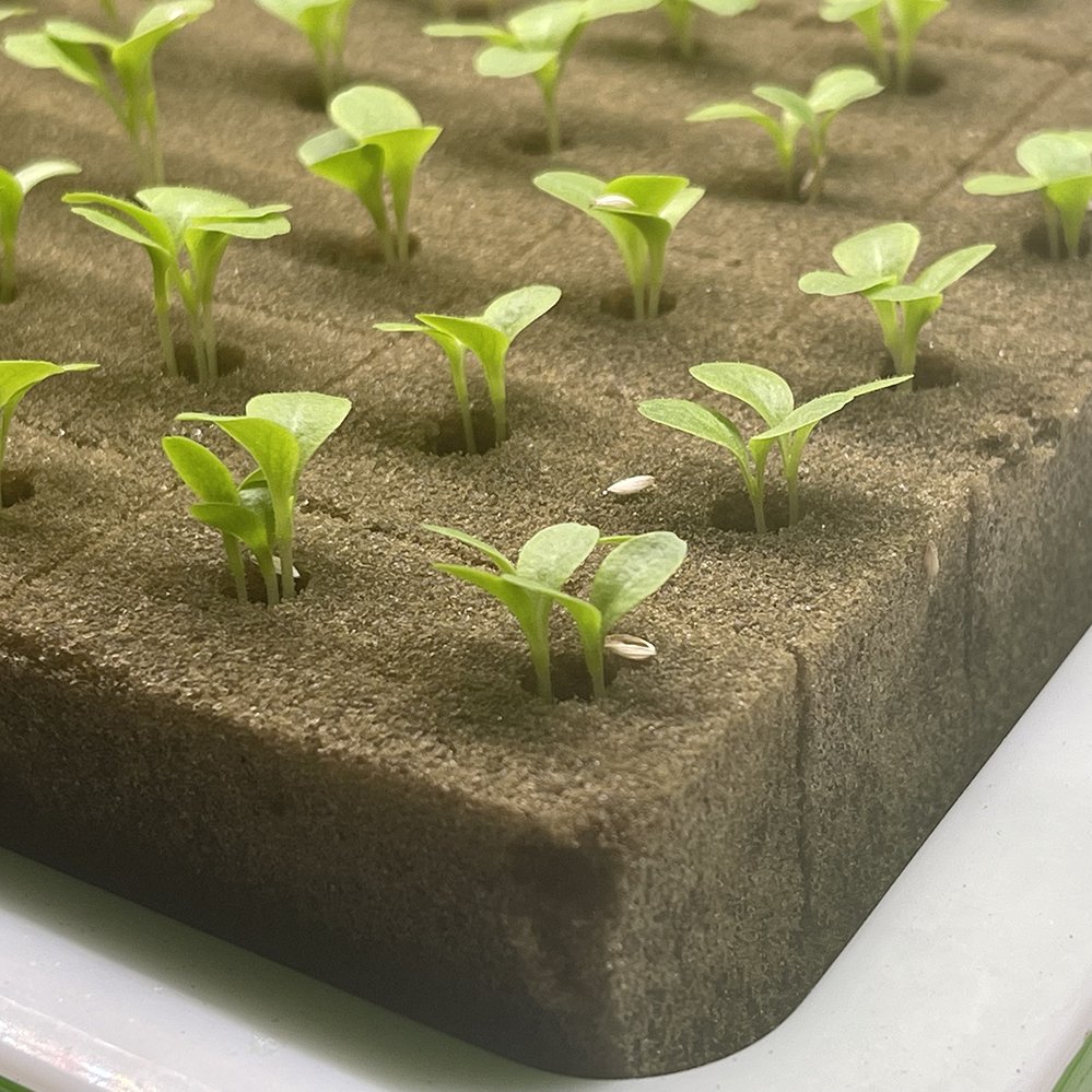 25*25*25mm Seed Planting Cubes Hydroponic System Accessories Germinating Cubes 150 cubes