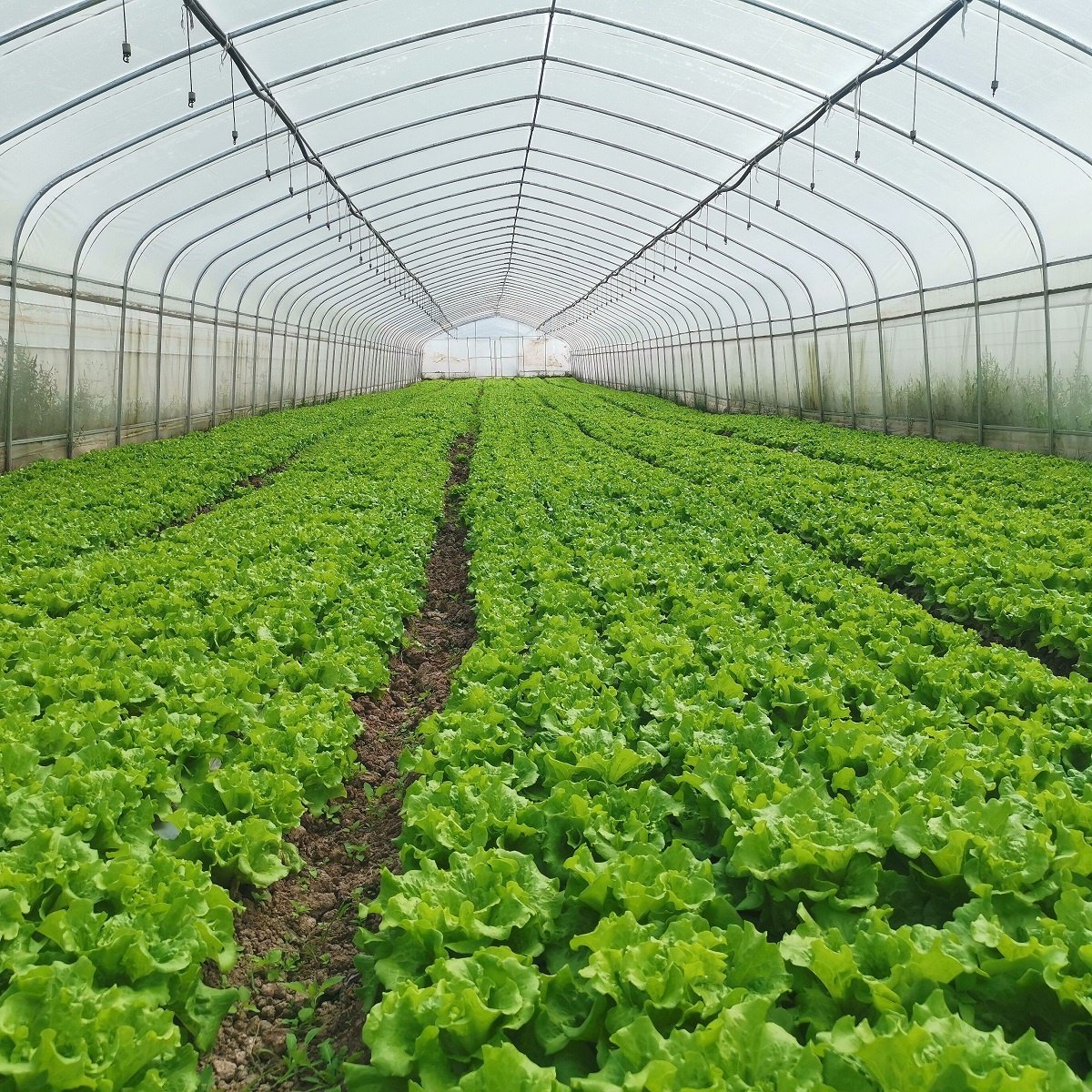 High Quality Steel Pipe Hot House Material Galvanized Frame Tunnel House Vegetable Greenhouse for Sale