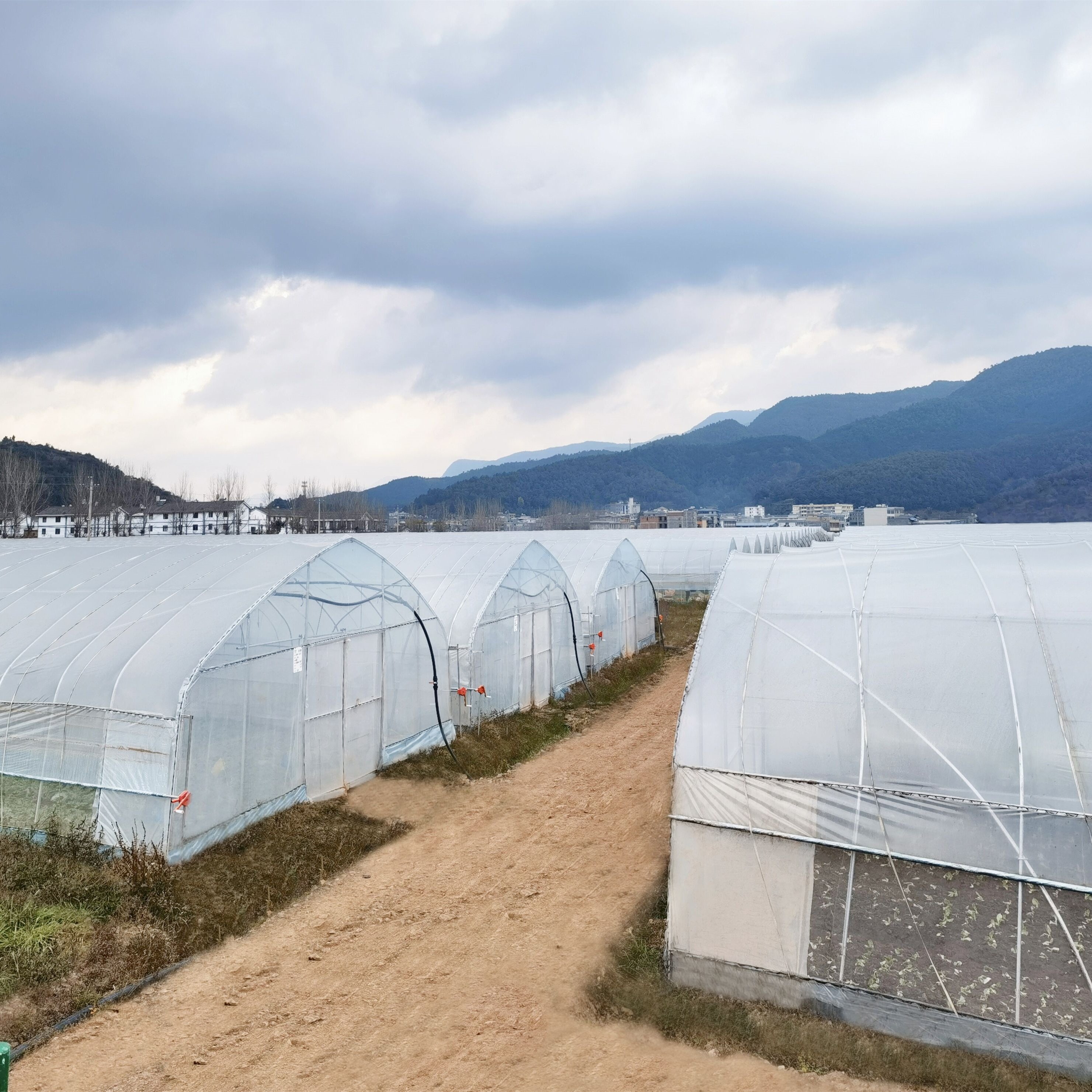 High Quality Steel Pipe Hot House Material Galvanized Frame Tunnel House Vegetable Greenhouse for Sale