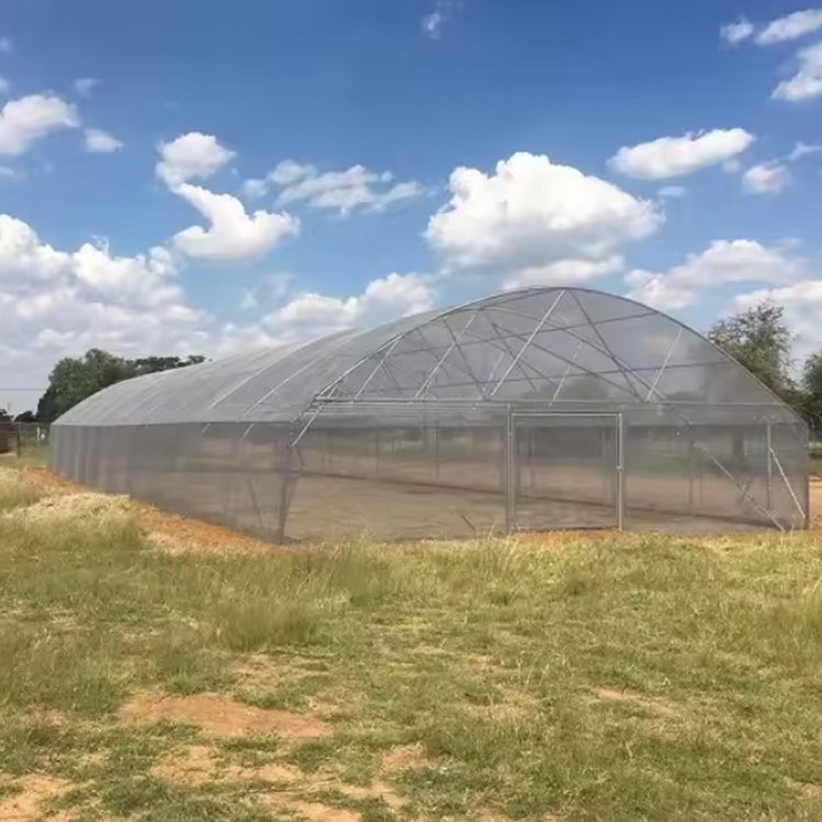 low cost plastic poly film tunnel grow vegetable greenhouse frame single-span high tunnel agriculture greenhouse for sale