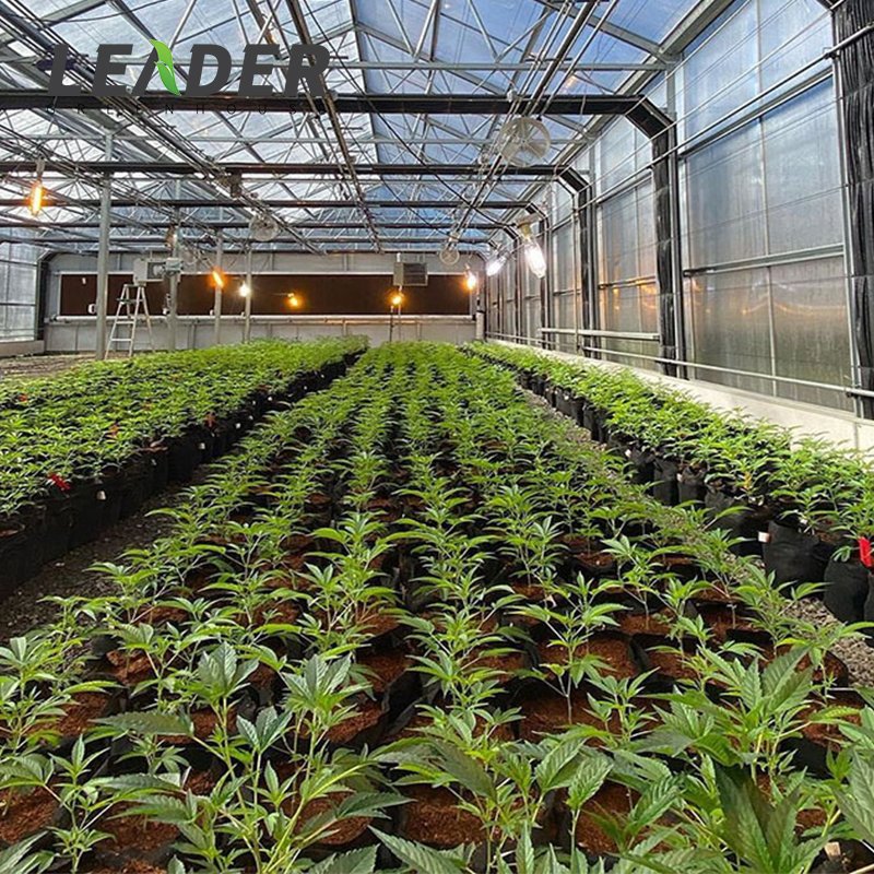 Brand New Automated High Tunnel Blackout Light Deprivation Hemp Mushroom Growing Customized Greenhouse