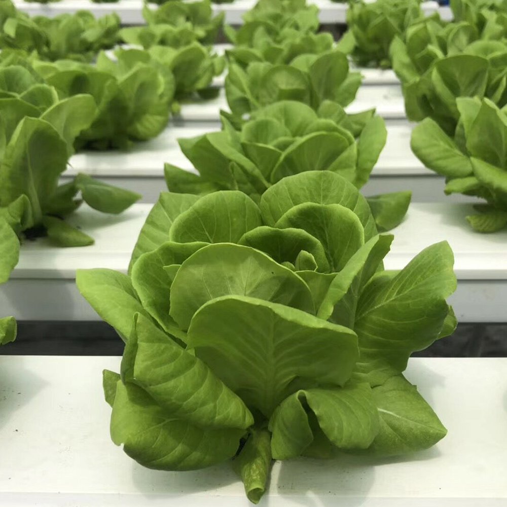 Greenhouse Commercial Plant Greenhouse Grow Systems Agricultural Hydroponics Pipe Equipment 100*50mm Removable lid Nft Channel