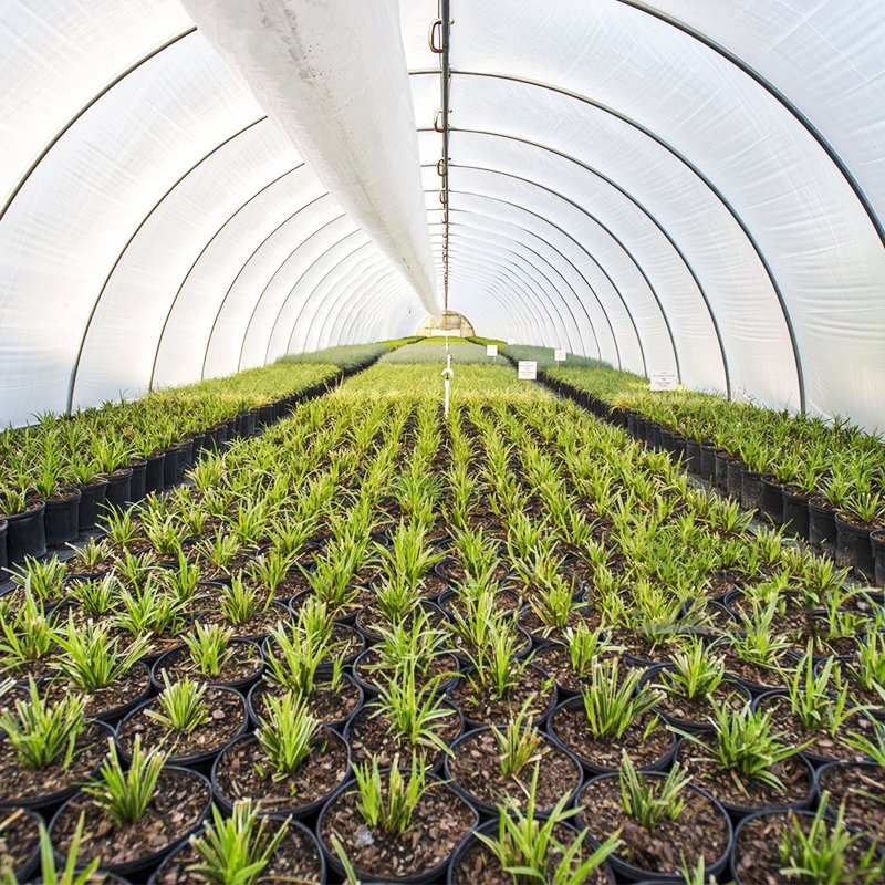 Factory price 200 micron agricultural greenhouse plastic film cover for greenhouses