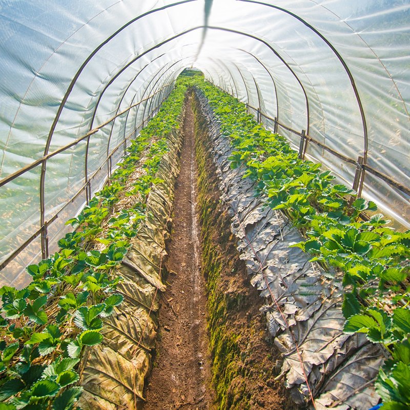 Factory price 200 micron agricultural greenhouse plastic film cover for greenhouses