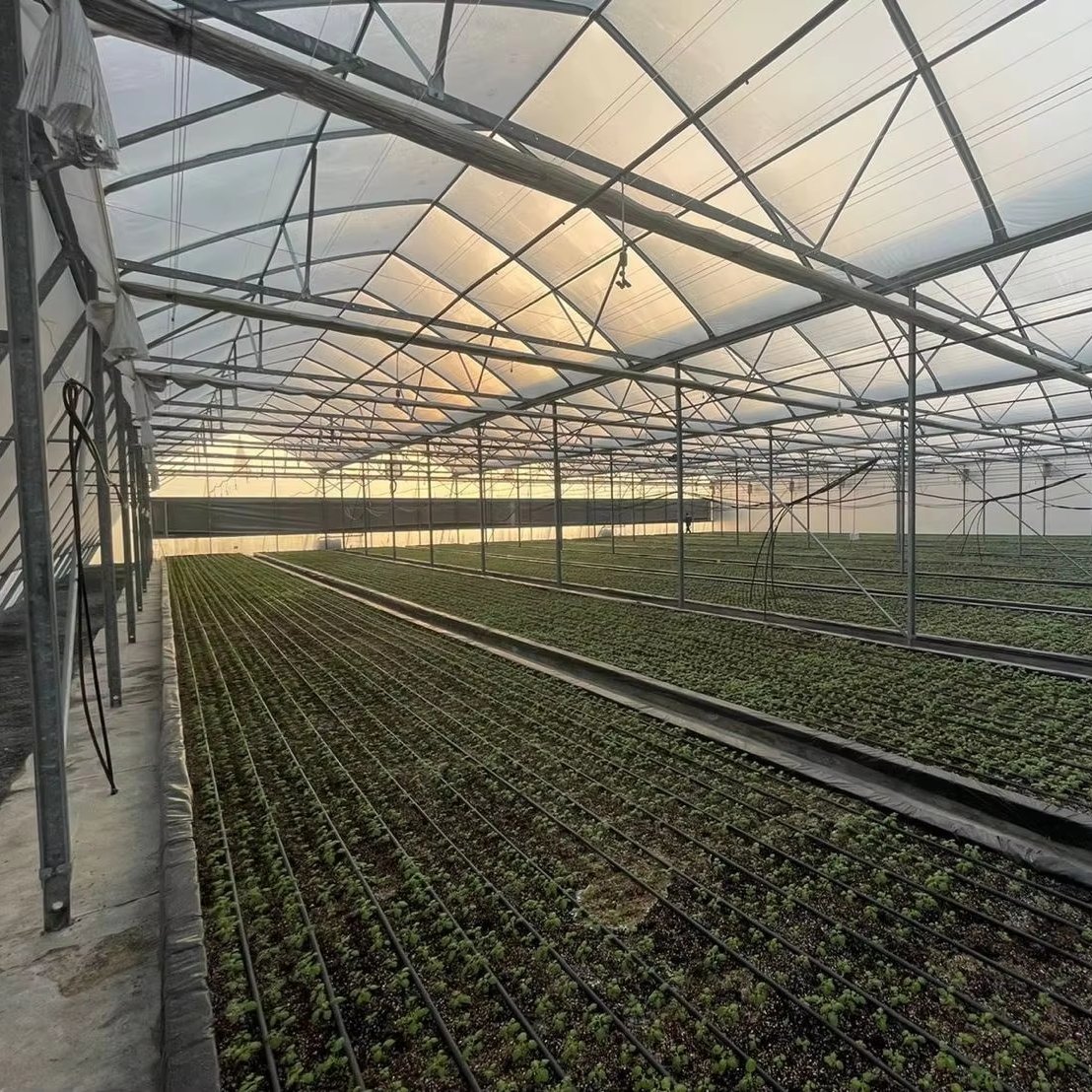 modern agricultural greenhouse