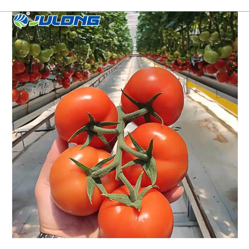 Factory Outlet Multi-Span High Tunnel Plastic Film Greenhouse Tomatoes Hydroponics Agricultural Greenhouses