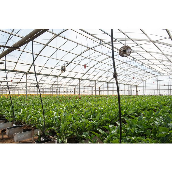 Single-Span Type Agricultural Greenhouses Easily Assembled Tunnel Greenhouses