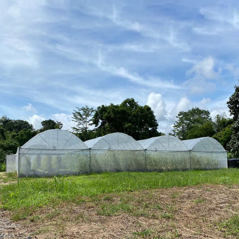Frame Outdoor Film Galvanized Steel Agriculture Greenhouse Manufacture Economic Large Span Tunnel Plastic Greenhouse