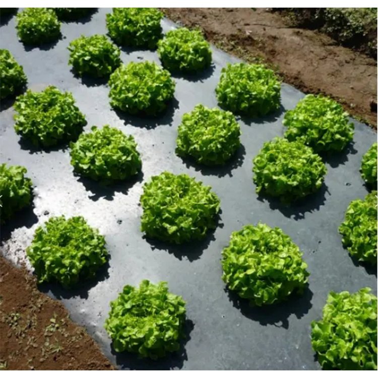 Agricultural plastic mulching film hole perforated mulch film Black plastic agriculture mulching plastic film