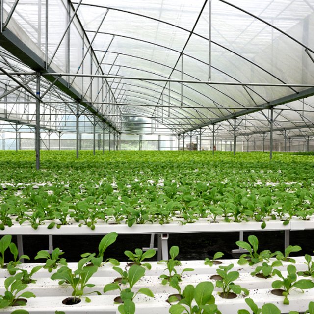 Lyine Hydroponics NFT System Manufacturer Square PVC Tube for Leafy green in Greenhouse System