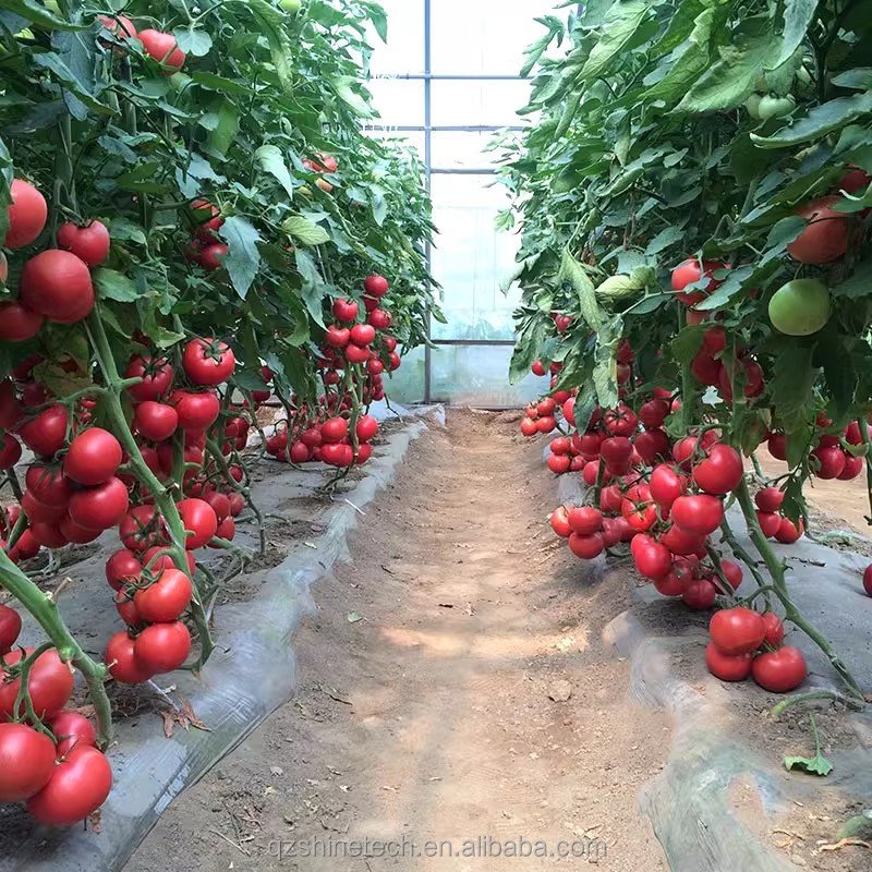Low-Cost High-Tunnel Agricultural Greenhouse for Hydroponic Tomato Growing for Green House Farming