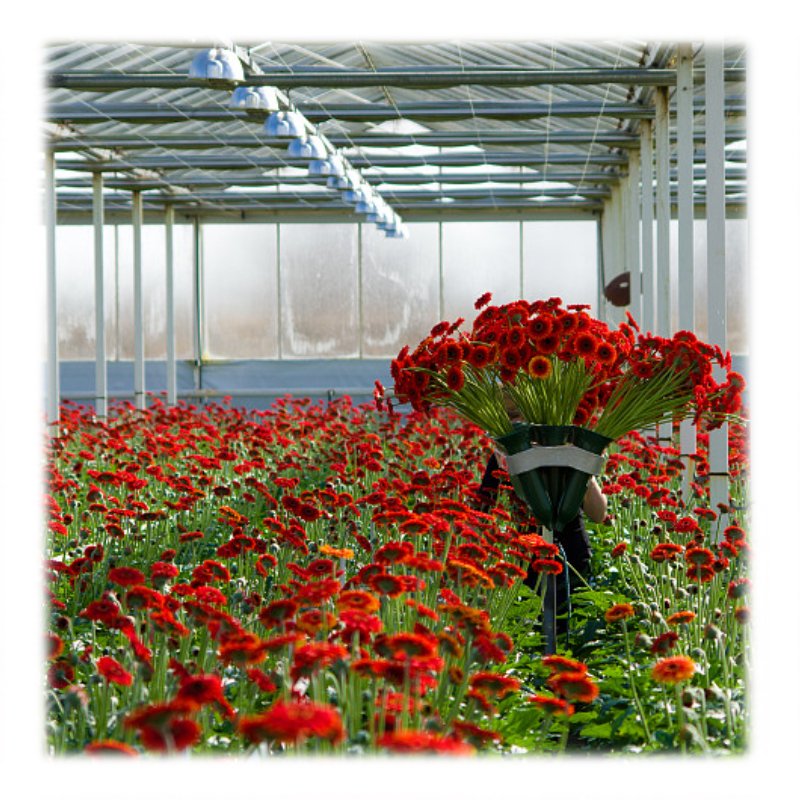 smart irrigation vertical hydroponic system agricultural farming Muti-span Venlo agriculture glass greenhouse