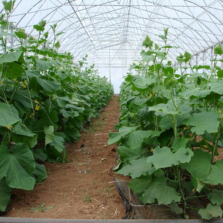 Large Plants Growing High Tunnel Multi Span Plastic Shed Film greenhouse multitunnel Multi-span Greenhouses For Agriculture