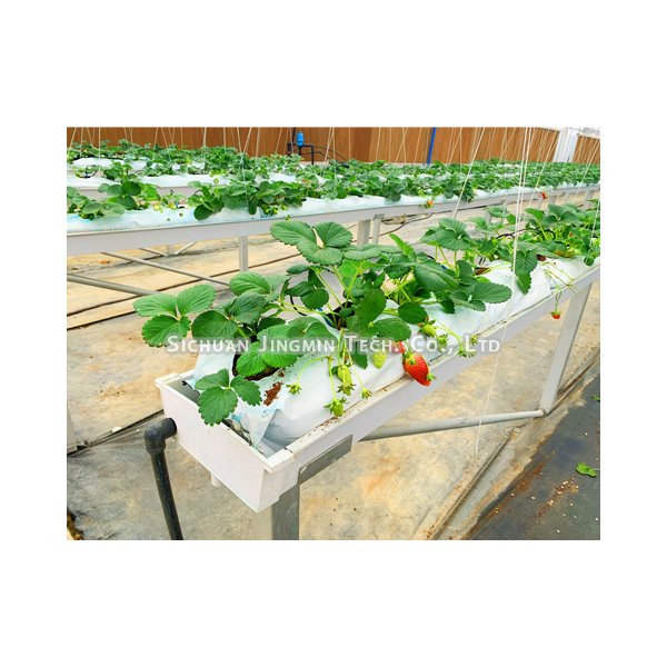 Modern Style High-Efficient Agricultural Greenhouse Hydroponic Growing System Venlo Glass Green house