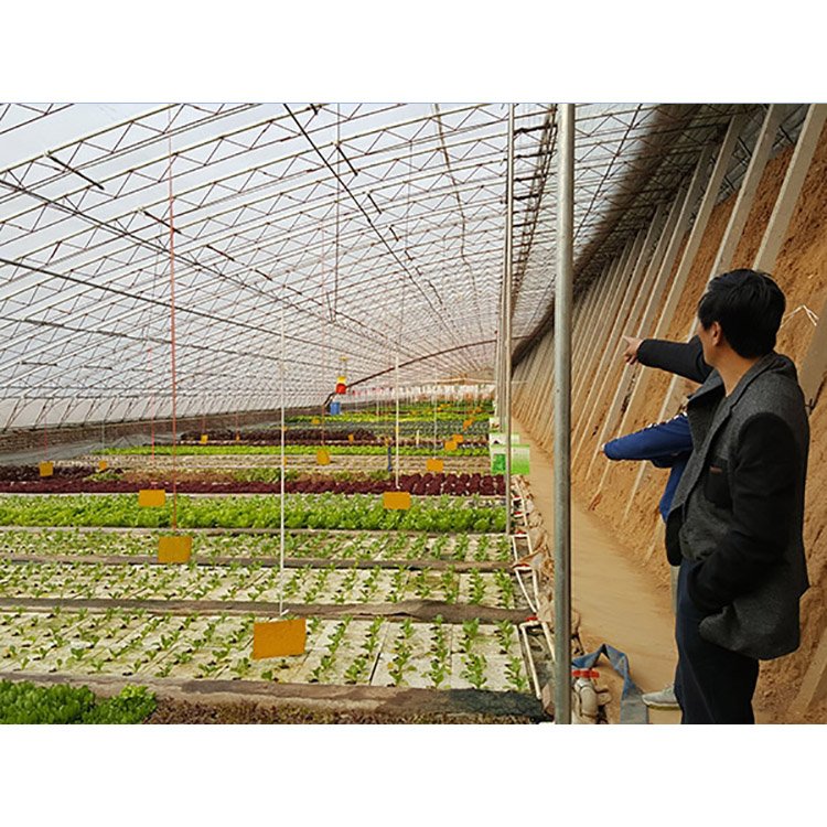 Low cost single span plant overwintering brick wall greenhouse agricultural insulation greenhouse frame