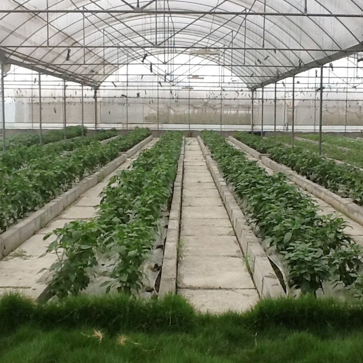 Hot dip galvanized steel pipe invernadero agricultural greenhouses used sale multispan greenhouse