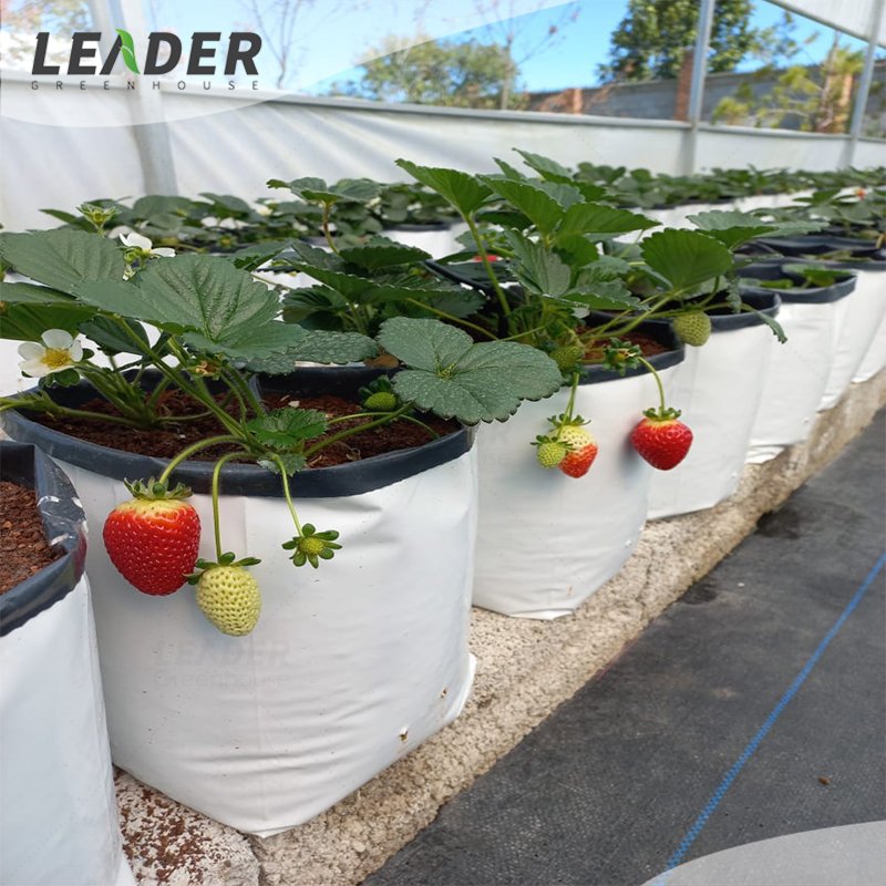 Agricultural multi span poly tunnel greenhouse 25L 30L black white anti UV plastic plant square grow bag for blueberry raspberry