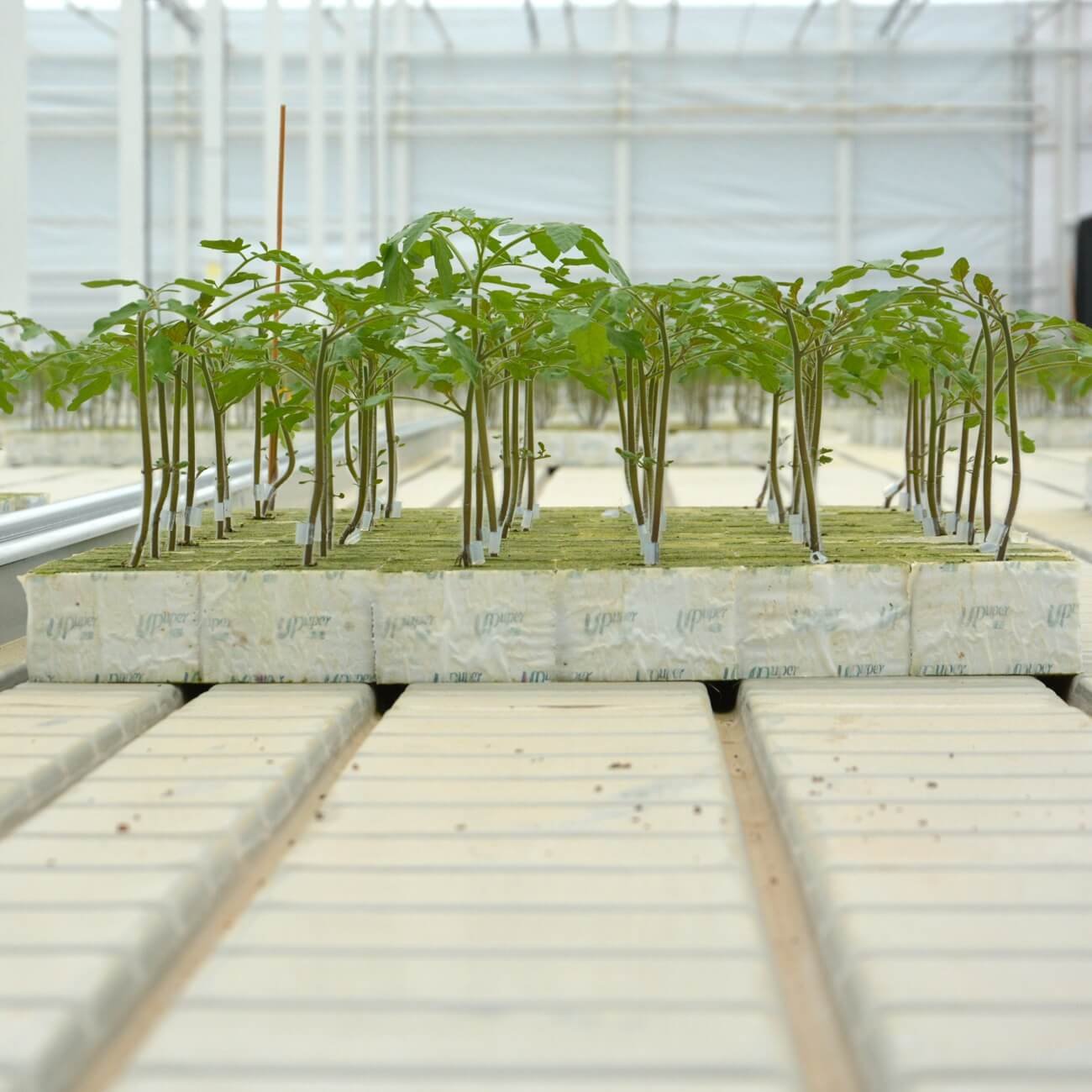 UPuper 4 inch tomato hydroponic system greenhouse agricultural clone growing box for hydroponic