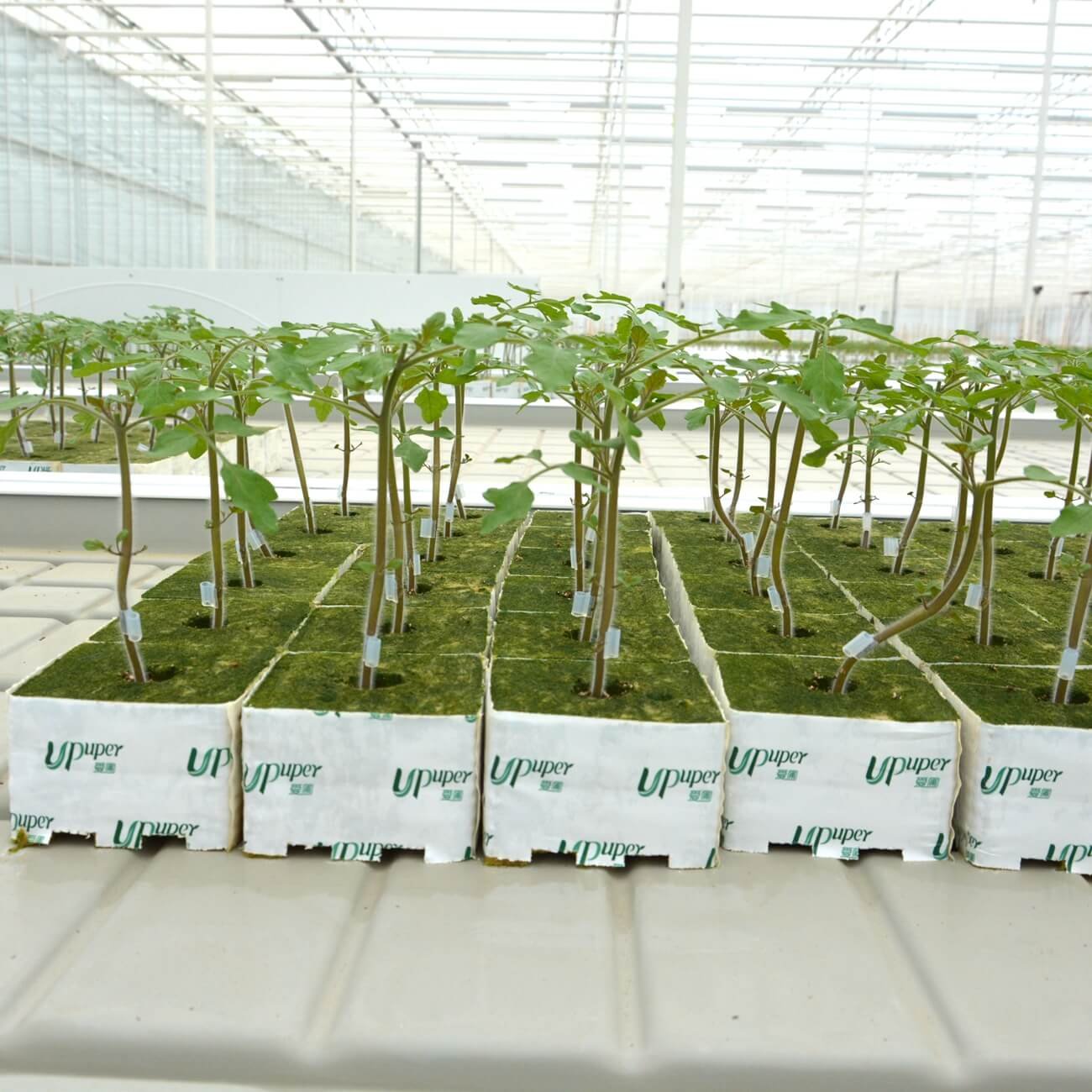 UPuper 4 inch tomato hydroponic system greenhouse agricultural clone growing box for hydroponic