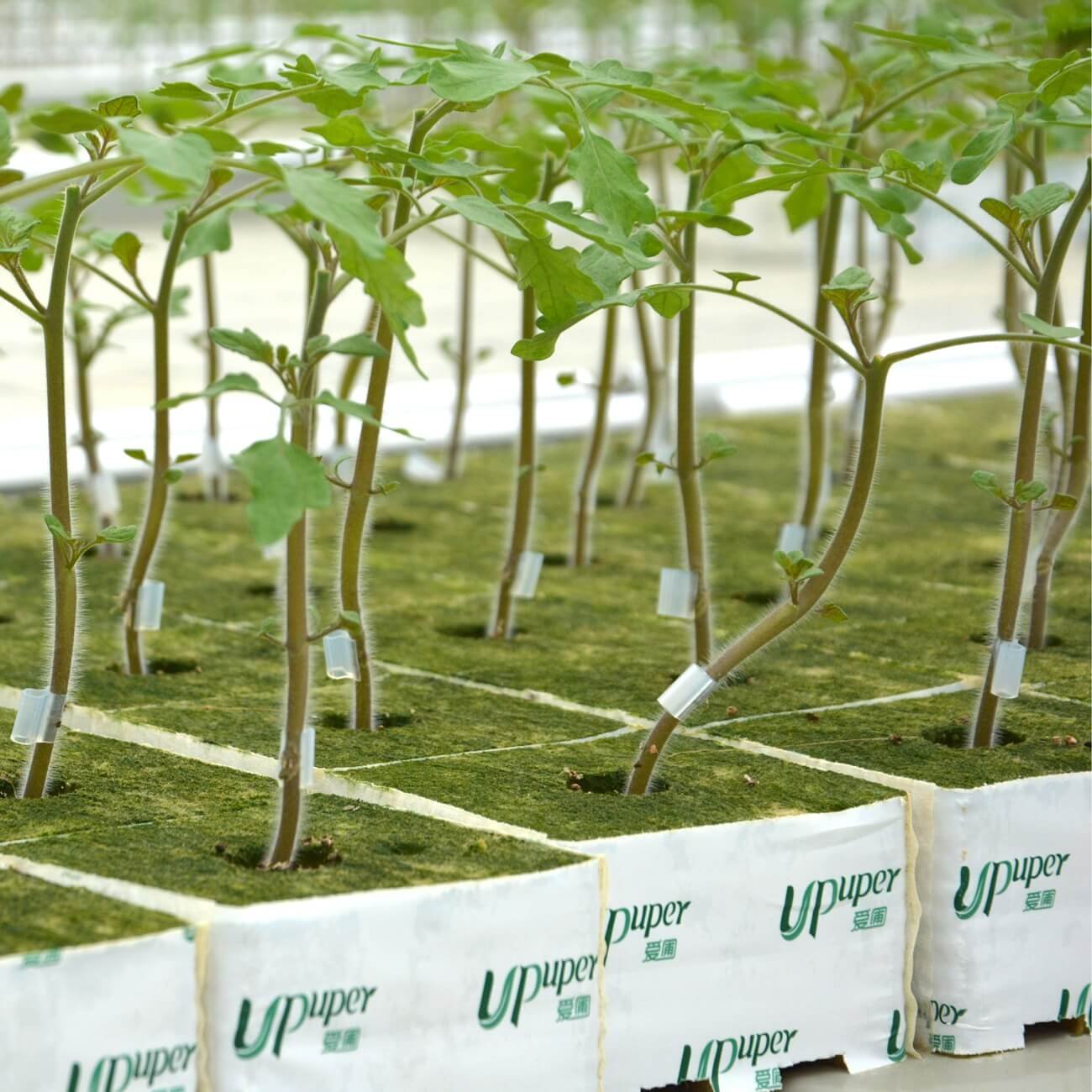 UPuper 4 inch tomato hydroponic system greenhouse agricultural clone growing box for hydroponic