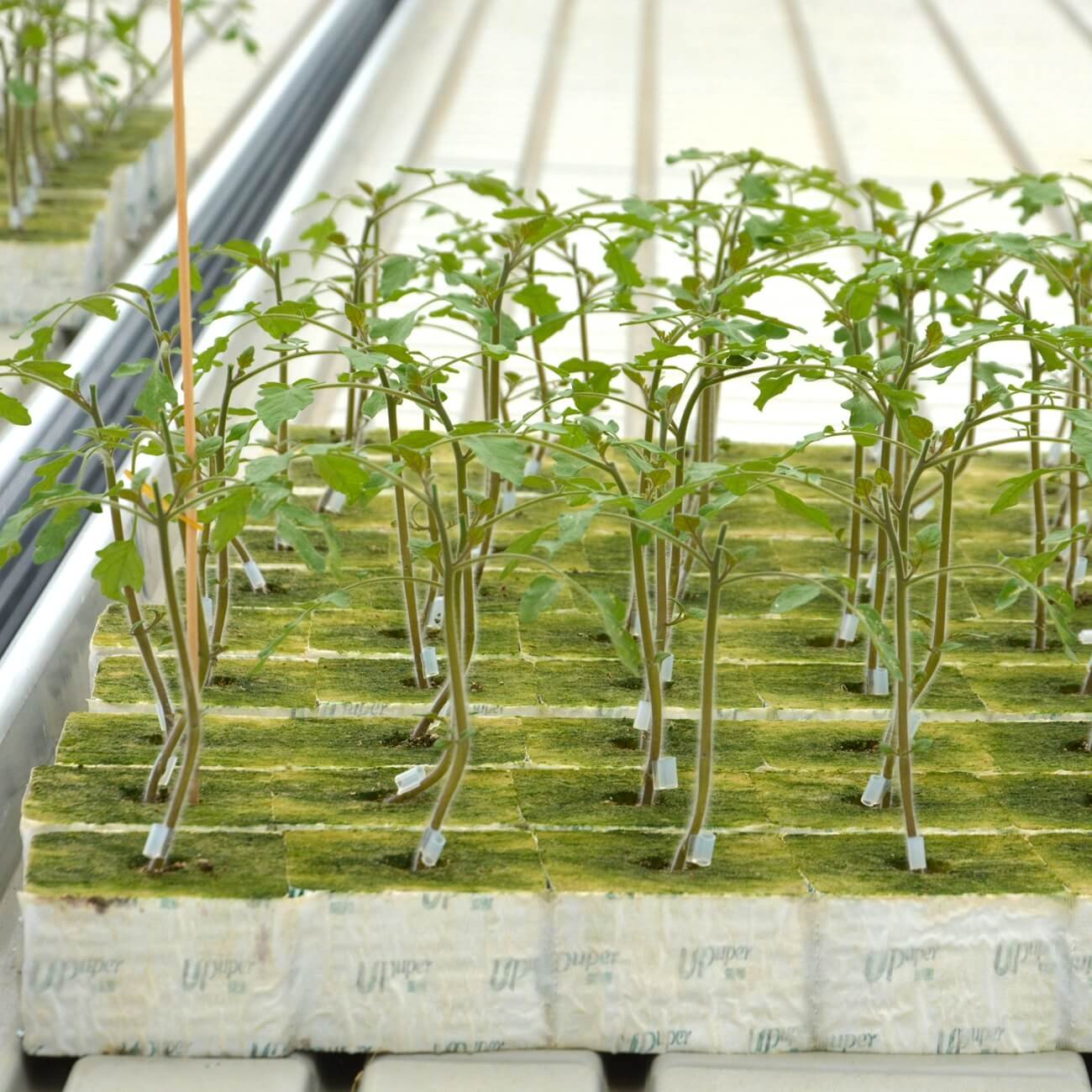 UPuper 4 inch tomato hydroponic system greenhouse agricultural clone growing box for hydroponic