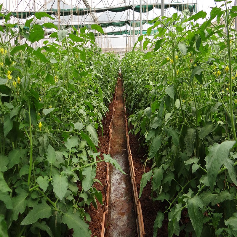 China Agricultural Low Cost Tunnel Greenhouse Frame Plastic Film Victorian Tomato Cucumber Lettuce Single-span Greenhouses