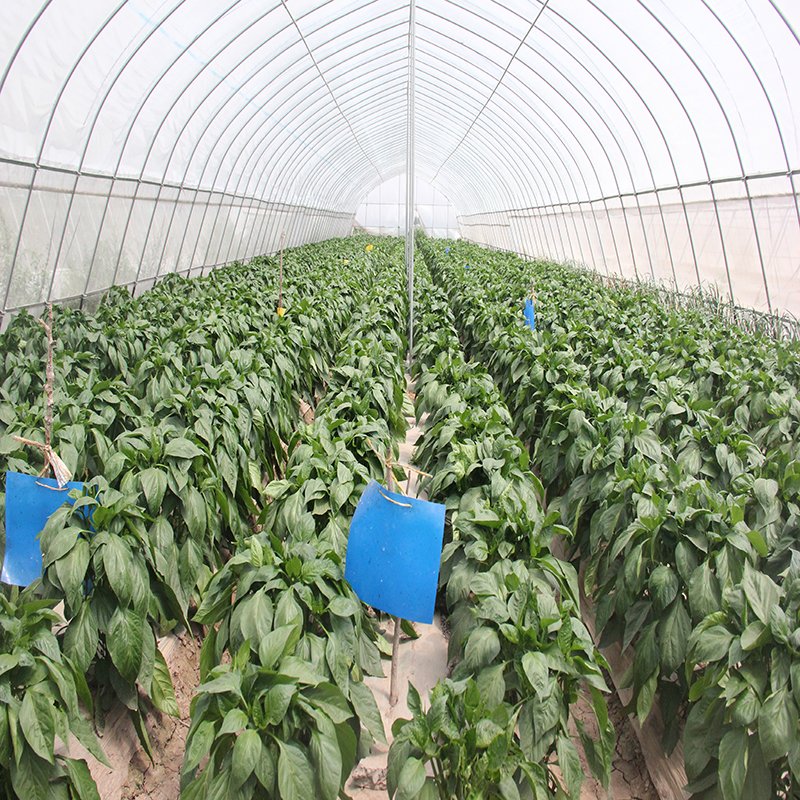 China Agricultural Low Cost Tunnel Greenhouse Frame Plastic Film Victorian Tomato Cucumber Lettuce Single-span Greenhouses