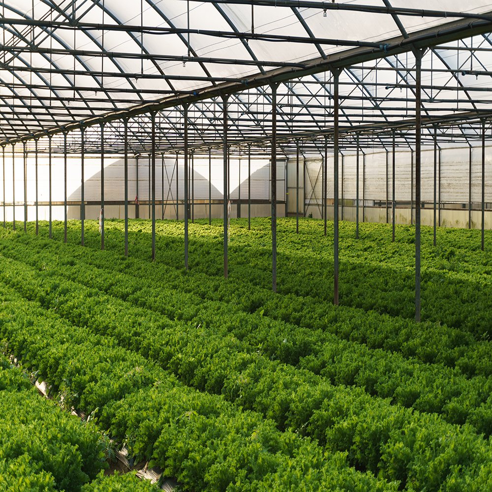 China Agricultural Low Cost Tunnel Greenhouse Frame Plastic Film Victorian Tomato Cucumber Lettuce Single-span Greenhouses