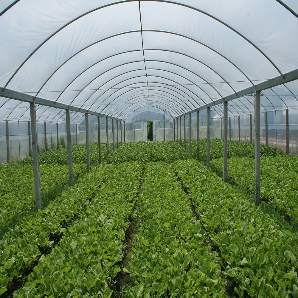 China Agricultural Low Cost Tunnel Greenhouse Frame Plastic Film Victorian Tomato Cucumber Lettuce Single-span Greenhouses