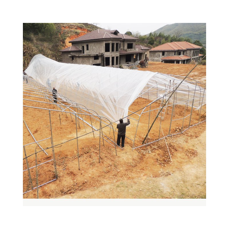 Tomato Greenhouses for Sales agricultural greenhouses