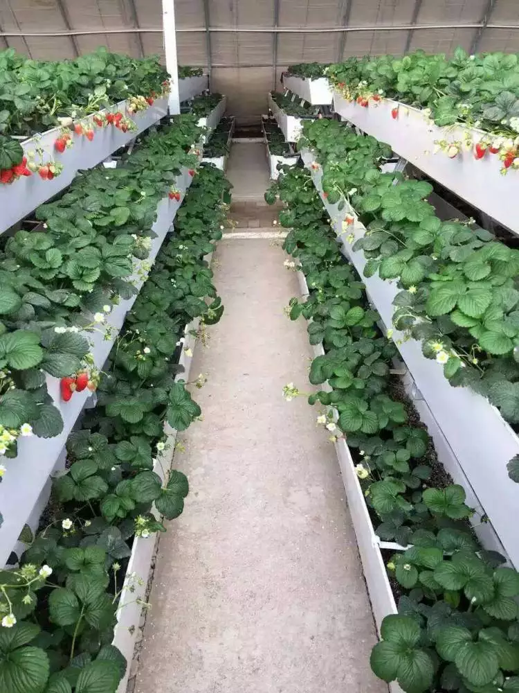 Planting trough greenhouses hydroponic greenhouses strawberry greenhouses