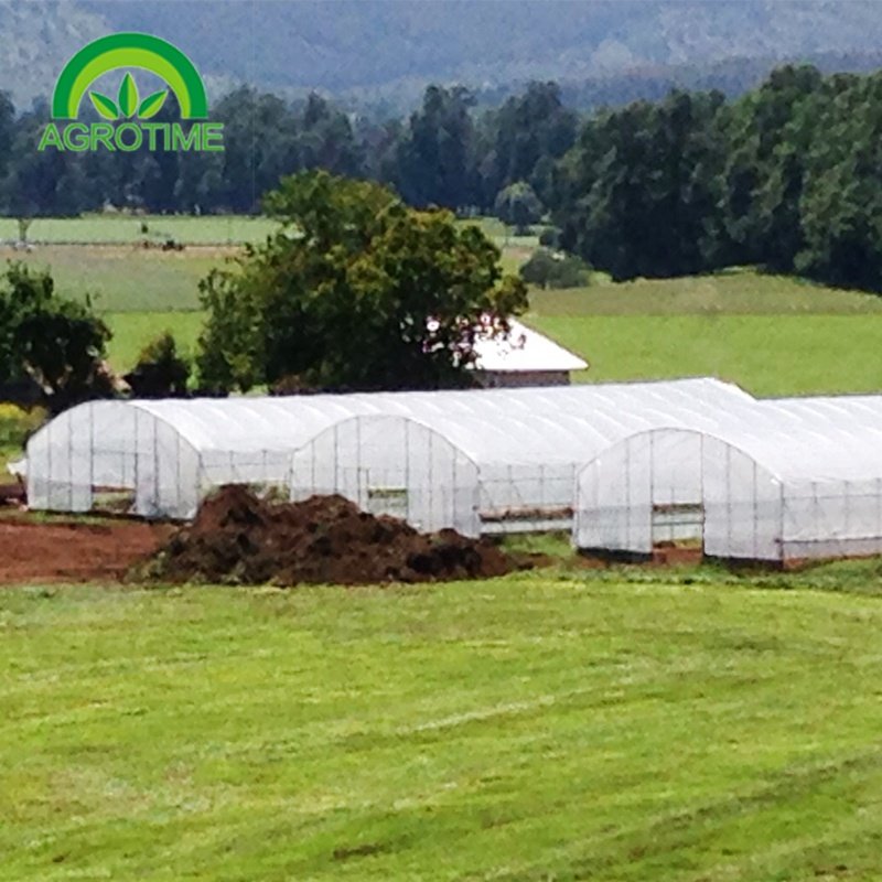 Industrial Hemp Greenhouse Pipe Agricultural Single Span Tunnel Film Polycarbonate Greenhouse