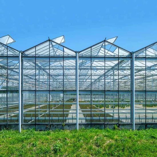 Multi Span Venlo Glass Greenhouse with External Shading System Intelligent agriculture Vertical Farming Hydroponic System