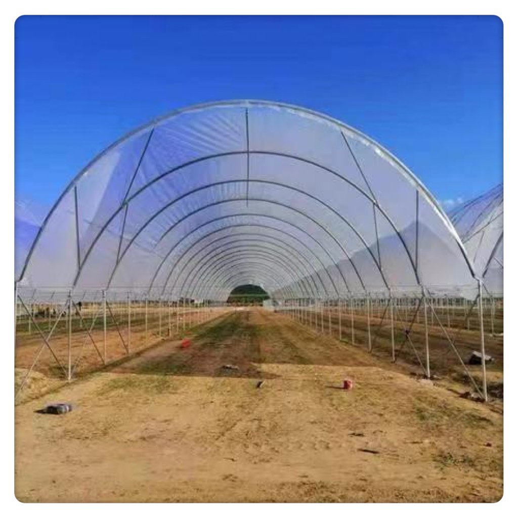 High Quality Advanced Agricultural Single Span Greenhouse Large Square Tunnel Style Galvanized Steel Frame Green Film Plants